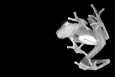 消失18年 玻利维亚再现罕见“玻璃蛙”