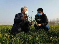 <b>疫情肆虐之际，他们走向麦田</b>