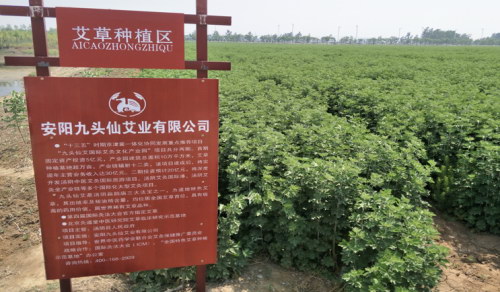 勇于创新，积极奉献，九头仙艾践行社会责任引