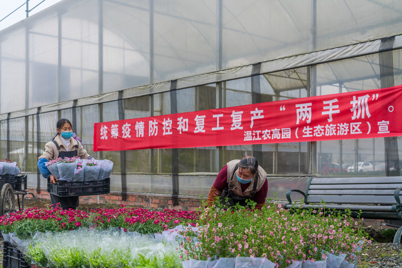 成都：签约近五十万盆盆花 多措并举助力花卉企业度过难关