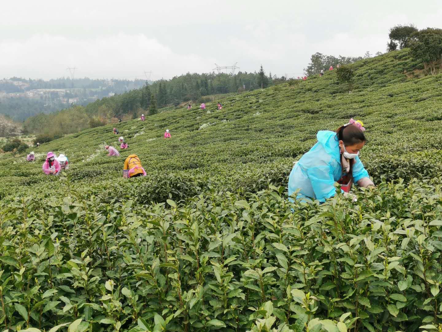 傅传耀带队赴水城县调研茶产业疫情防控和企业