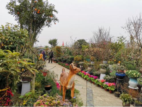 春暖花已开，木兰花市有序复工