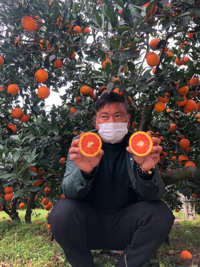 【科技战疫】为湖北农民加油！首批秭归脐橙已