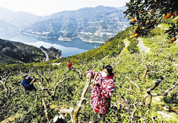 宜常专线开通 畅通秭归脐橙外销大通道