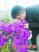 厦门植物园培育出带香味的三角梅 可望填补行业空白