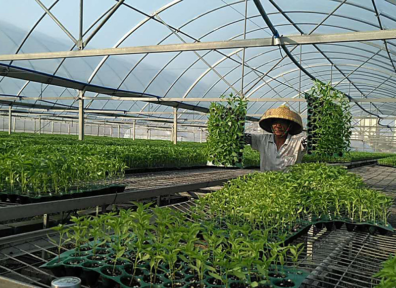 “南苗北种”抢农时，共克时艰促春耕