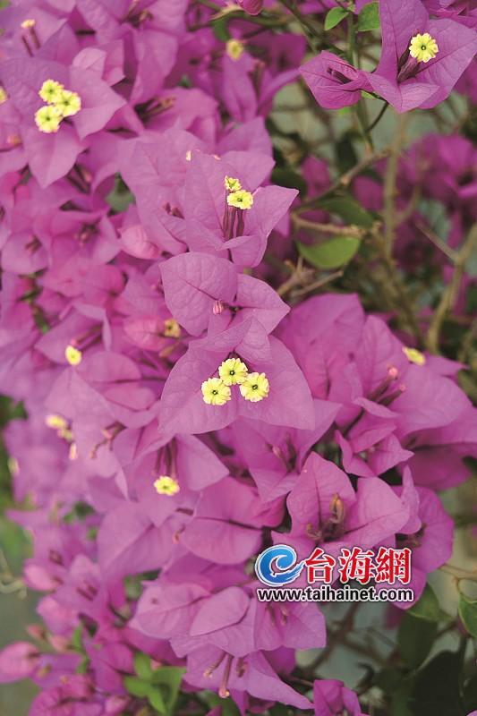 厦门这株三角梅散发淡淡花香 有望填补行业空白