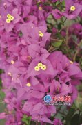 厦门这株三角梅散发淡淡花香 有望填补行业空白