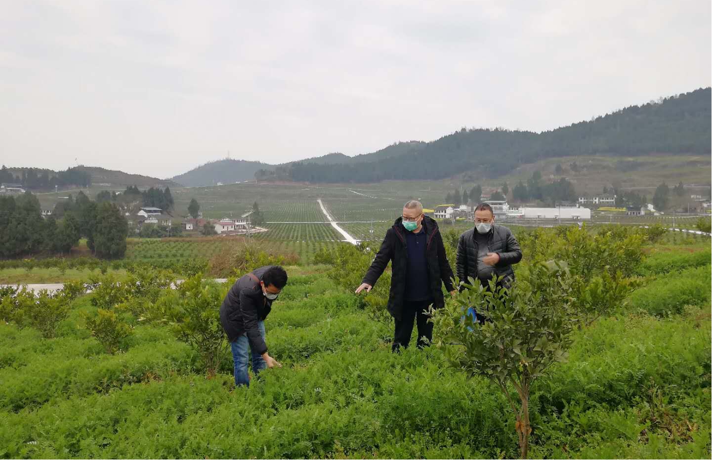 四川南充：“绿肥+柑橘”产业助力乡村振兴