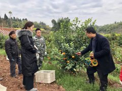 乐山井研：“三大法宝”壮大柑橘产业
