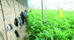 南台子乡：疫情防控正当时,春耕备耕农人忙