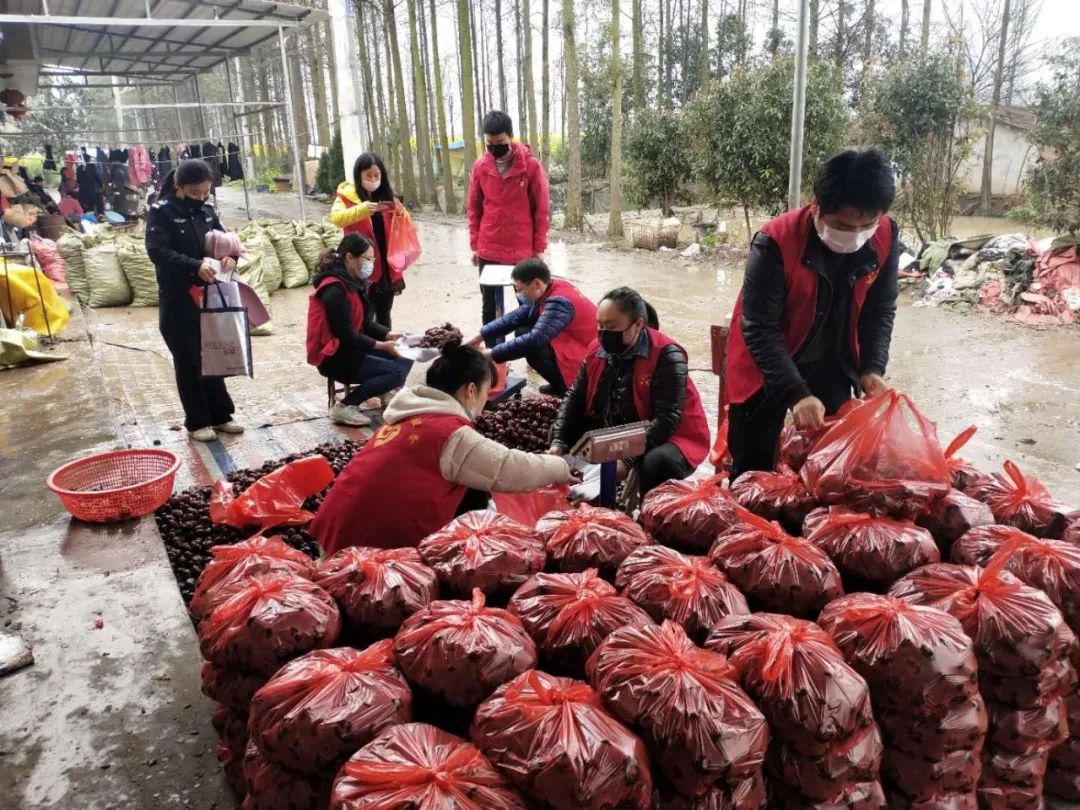 南县贫困户荸荠滞销，兴盛优选等电商平台来帮