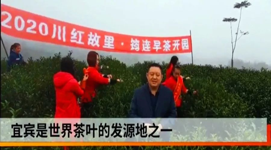 当前疫情下我国茶叶产业发展方向