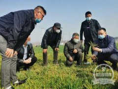 长安区认真贯彻“一号文件”精神 让政策落实到