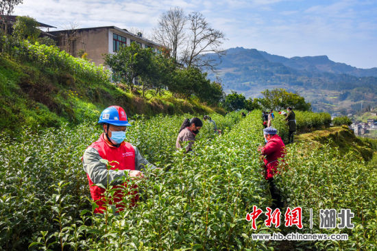 帮助茶农采茶，宣传防疫知识 （张宝训供图）
