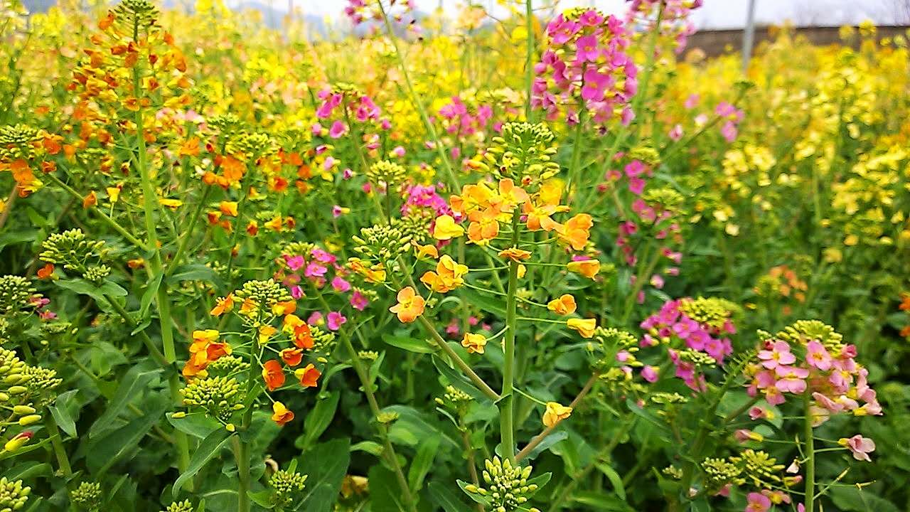 花色单一视觉疲劳？江西农大教授培育出多彩油菜花