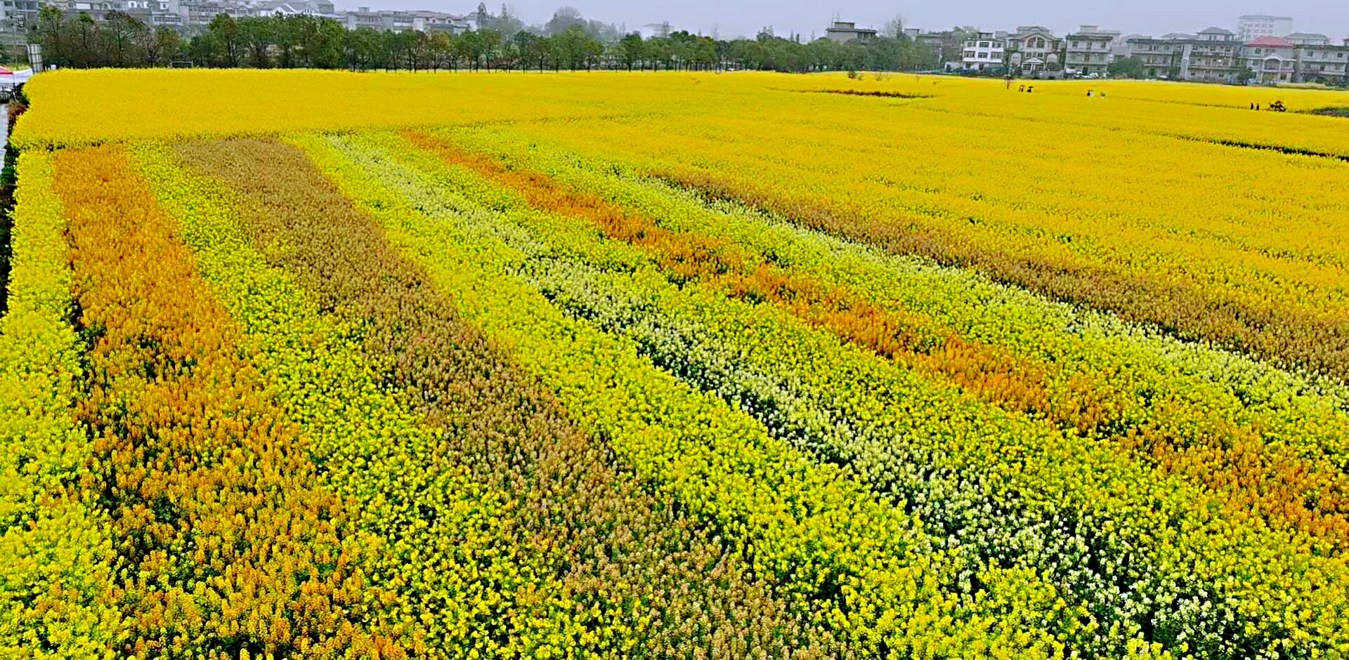 花色单一视觉疲劳？江西农大教授培育出多彩油菜花