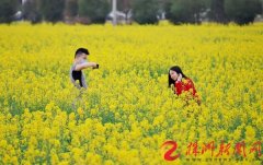 松西子社区的油菜花开了 满目金黄春意浓