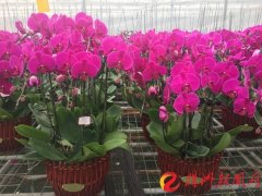 云龙涉农重点企业全部恢复生产