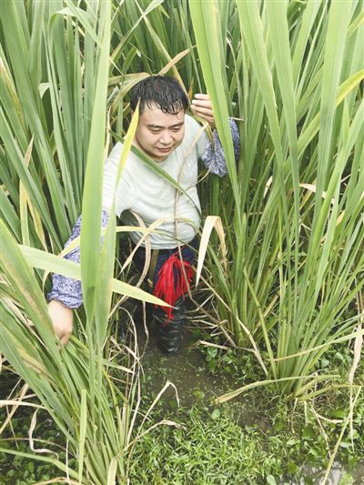 院士“科技菜”种进大别山