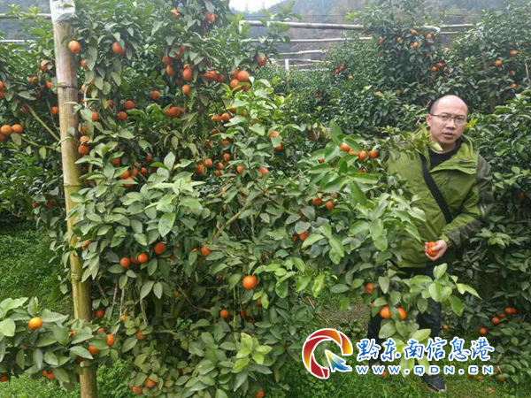 黎平县农业专家基地“把脉开方”，助推水果产业提质增效