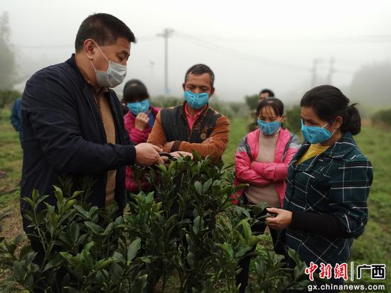 柳州鱼峰区白沙镇科技现场教学特色农业促增收