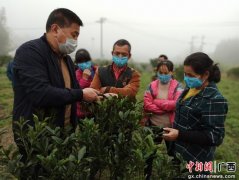 柳州鱼峰区白沙镇科技现场教学特色农业促增收