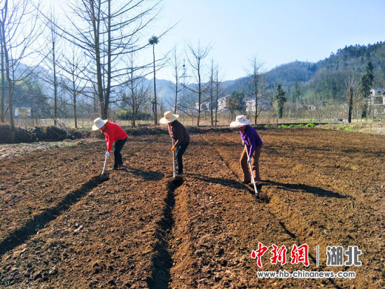 周龙霞供图