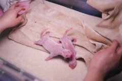 疫情中喜迎 大熊猫双胞胎