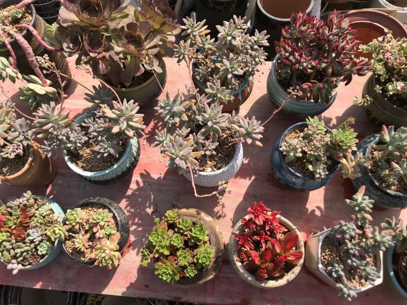 万紫千红迎春来 花卉市场渐回暖
