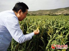 <b>“线上+线下”精准助农 甘肃科技特派员多措并举为农户保驾护航（图）</b>