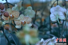 中俄林业科技合作园区加速复工：促进苗木早起