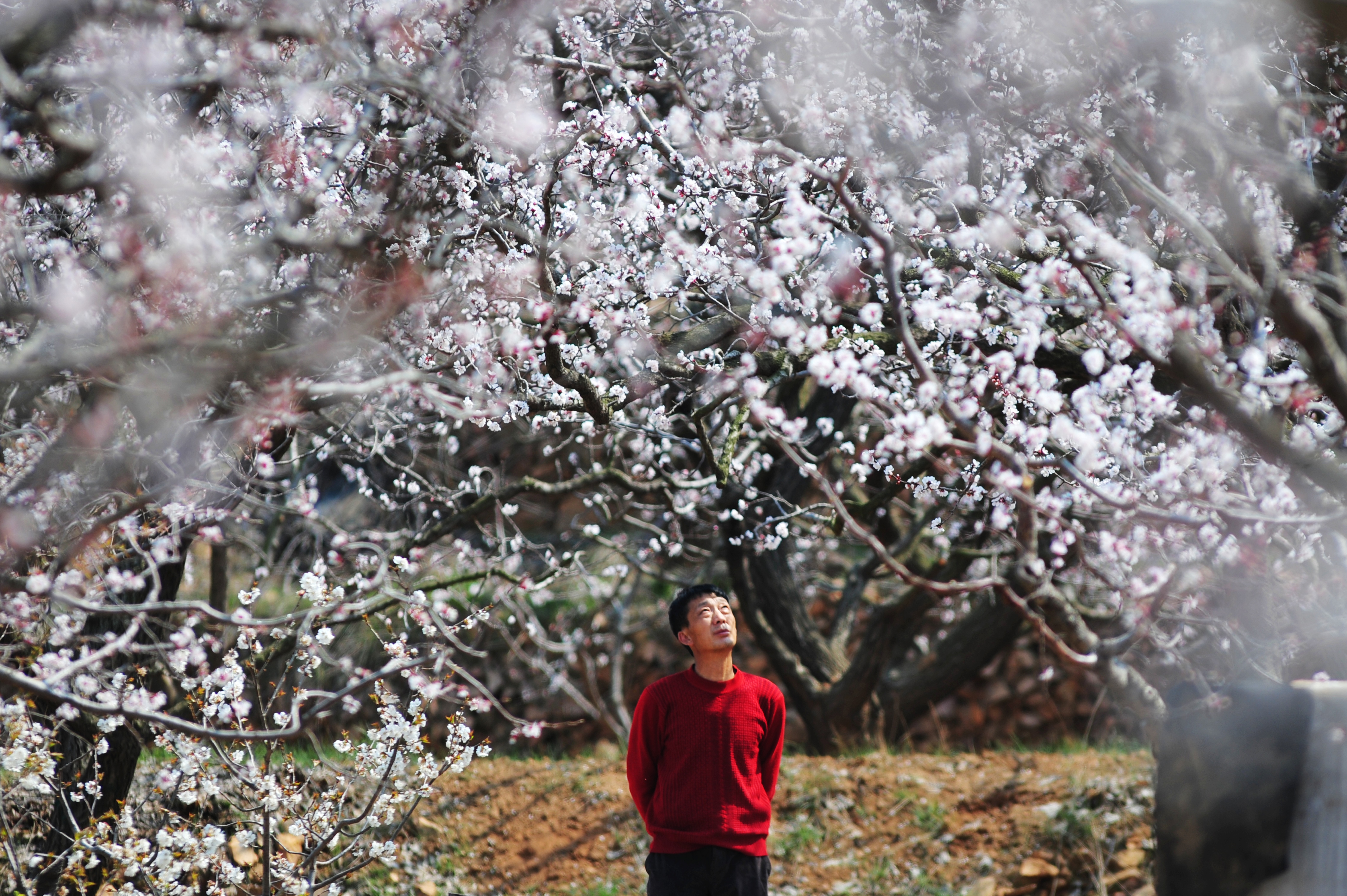 山村花海春意浓