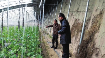 技术人员指导种植农户进行标准化种植　蒋凌摄