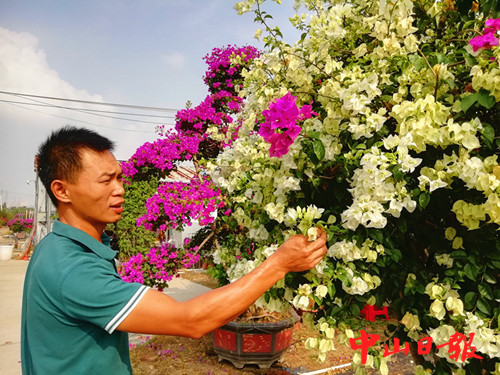 横栏花博会拓展花卉园艺文化 激活华南地区花木