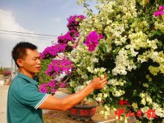 横栏花博会拓展花卉园艺文化 激活华南地区花木
