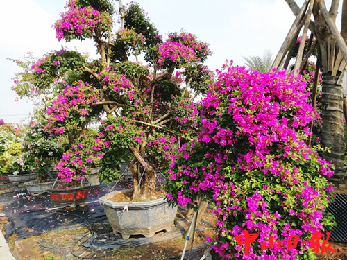 横栏花博会拓展花卉园艺文化 激活华南地区花木