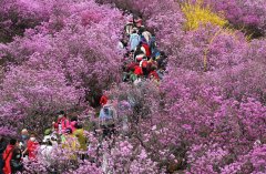 万亩杜鹃花海迎客来