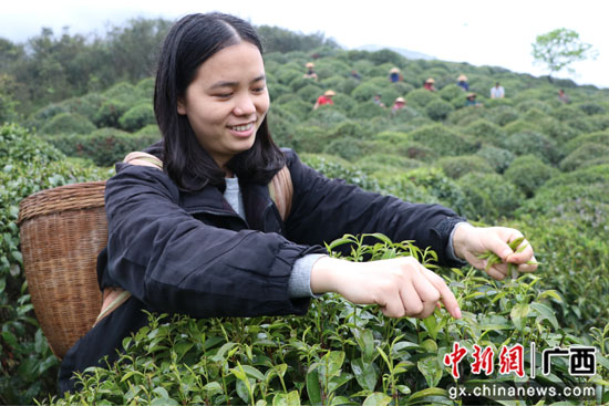 广西桂林平乐县因地制宜发展产业