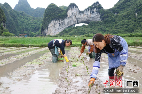 广西桂林平乐县因地制宜发展产业