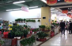 实探郑州陈寨花卉市场：行业遭遇最难熬春季，商家期待抓住春天的尾巴