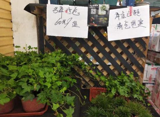 实探郑州陈寨花卉市场：行业遭遇最难熬春季，商家期待抓住春天的尾巴