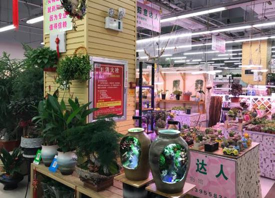 实探郑州陈寨花卉市场：行业遭遇最难熬春季，商家期待抓住春天的尾巴