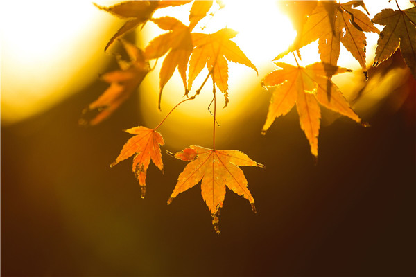 关于安全生产责任保险的政策、文件摘要