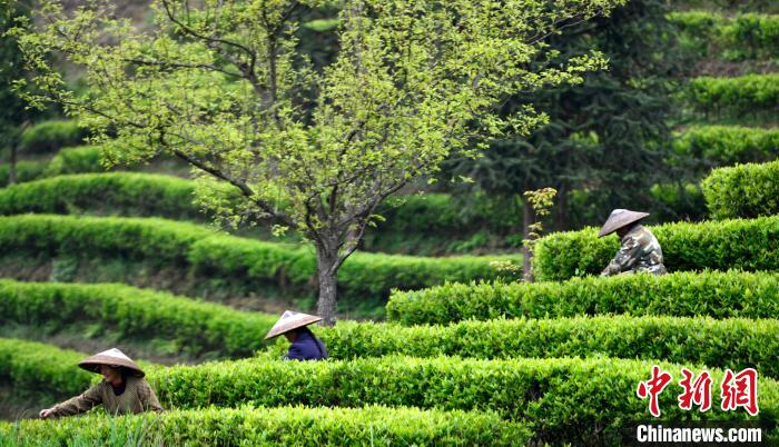 &nbsp;&nbsp;&nbsp;&nbsp;4月8日，在广西桂林市龙胜各族自治县马堤乡里市村，茶农在茶园里采摘春茶。　潘志祥　摄