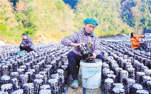 中央扶贫资金累计下达1396.36亿元 力度大下拨早