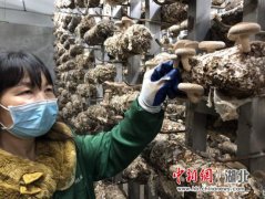 湖北竹溪：食用菌产业春潮涌动