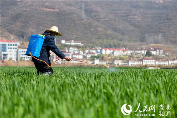 湖北粮食库存可供消费一年以上 435家粮油企业承诺不涨价