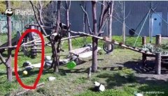 东方快评丨大熊猫宝宝玩吊球窒息死亡再敲安全
