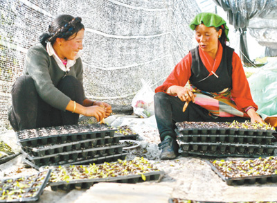 种上绿叶菜 日子更红火（科技视点·科技扶贫 我
